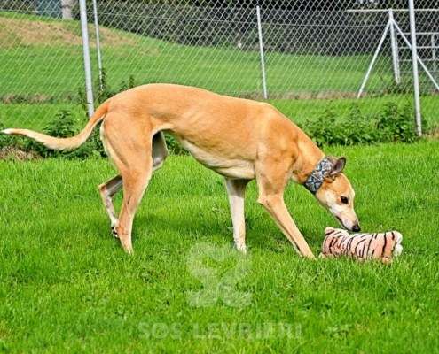 Kira-Greyhound