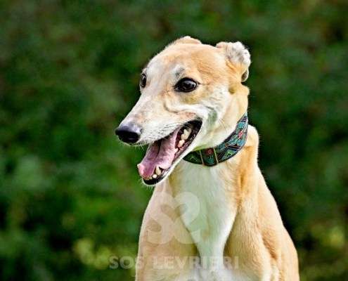 Kira-Greyhound