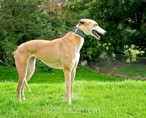 Kira-Greyhound
