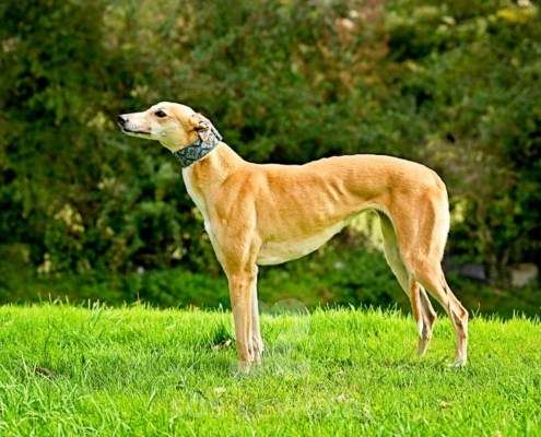 Kira-Greyhound