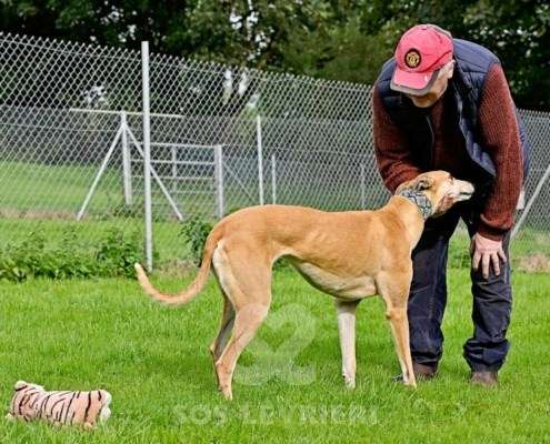 Kira-Greyhound
