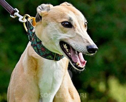 Kira-Greyhound