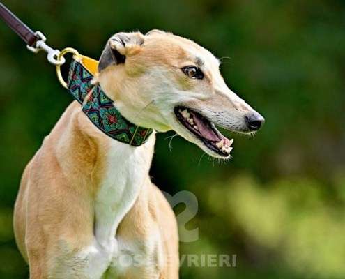 Kira-Greyhound