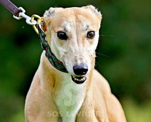 Kira-Greyhound