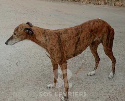 Linda-Galgo