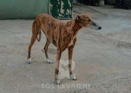 Linda-Galgo
