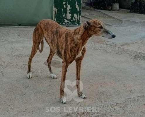 Linda-Galgo