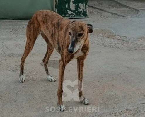Linda-Galgo