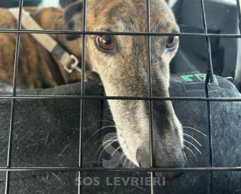 Linda-Galgo
