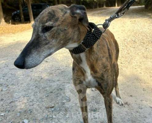 Linda-Galgo