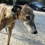 Linda-Galgo