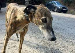 Linda-Galgo