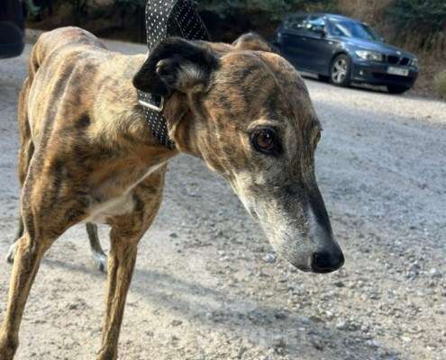 Linda-Galgo