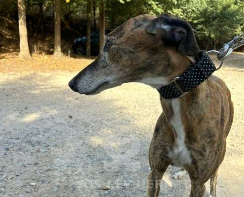 Linda-Galgo