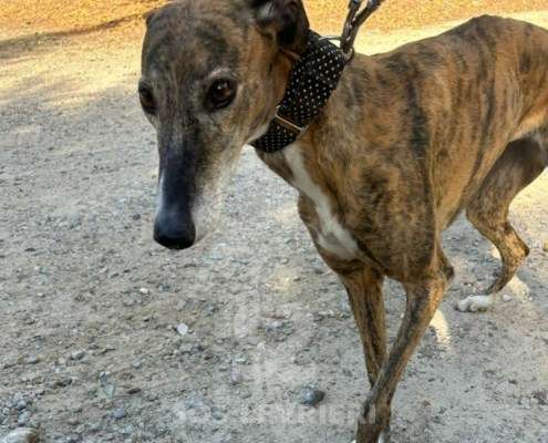 Linda-Galgo