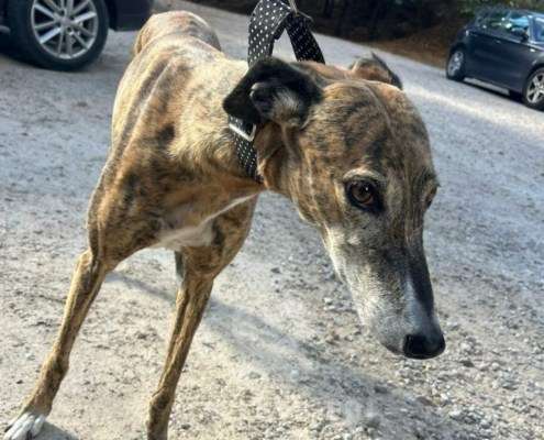 Linda-Galgo