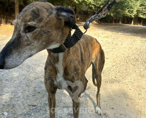 Linda-Galgo