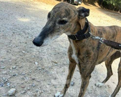 Linda-Galgo