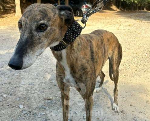 Linda-Galgo