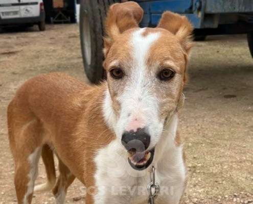 Mike-Mix Podenco