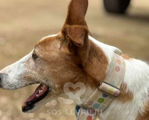 Mike-Mix Podenco