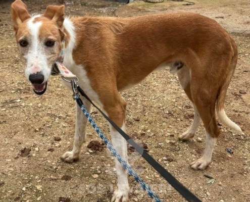 Mike-Mix Podenco