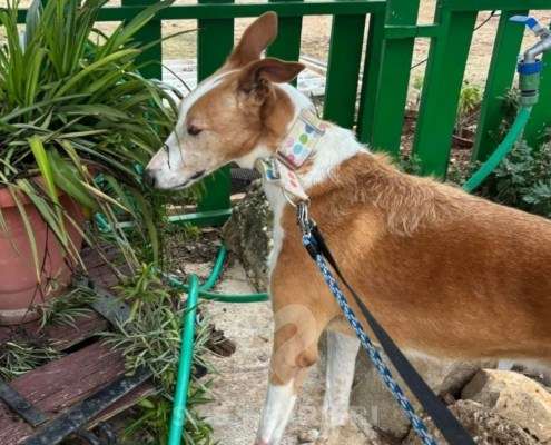 Mike-Mix Podenco