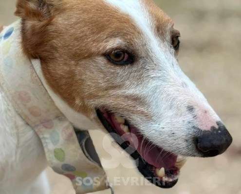 Mike-Mix Podenco
