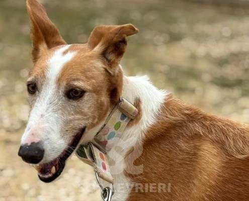 Mike-Mix Podenco
