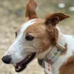 Mike-Mix Podenco