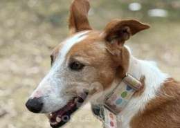 Mike-Mix Podenco