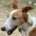 Mike-Mix Podenco