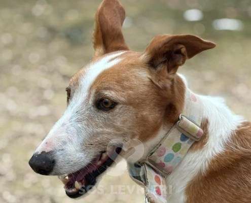 Mike-Mix Podenco