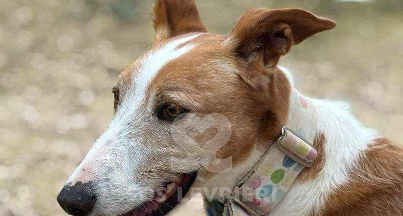 Mike-Mix Podenco