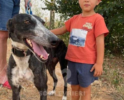 Pepsi-Galgo