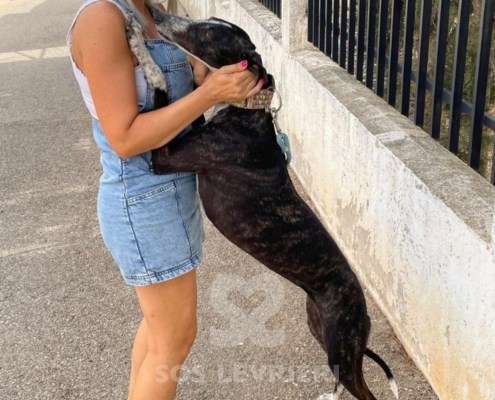Pepsi-Galgo