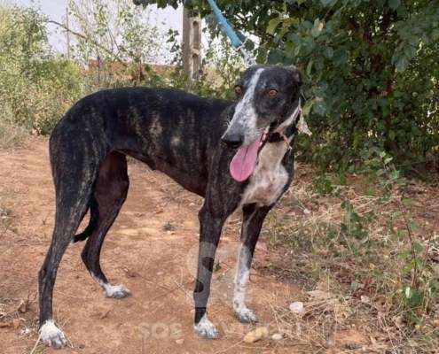 Pepsi-Galgo