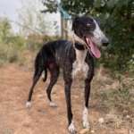Pepsi-Galgo