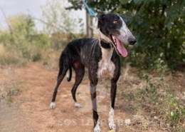 Pepsi-Galgo