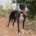Pepsi-Galgo