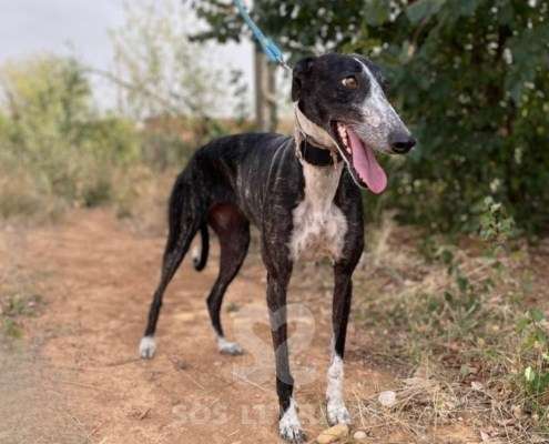 Pepsi-Galgo