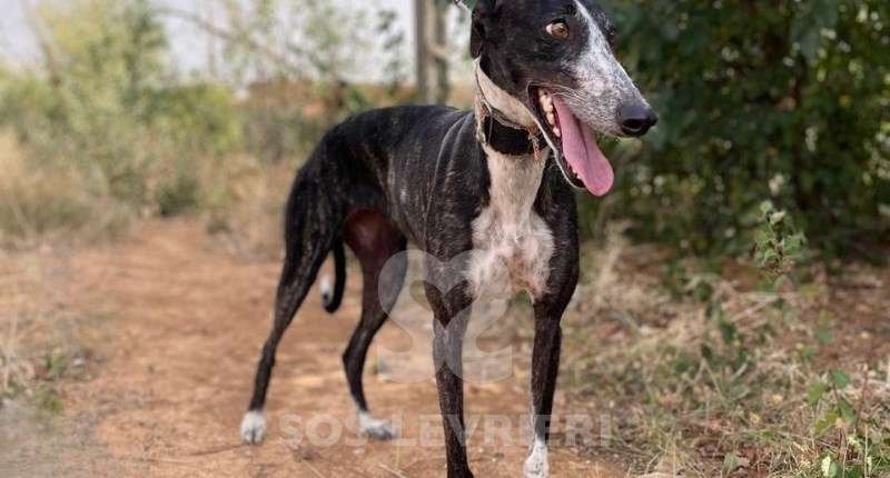 Pepsi-Galgo
