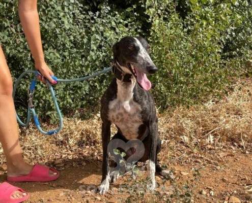 Pepsi-Galgo