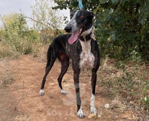 Pepsi-Galgo