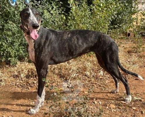 Pepsi-Galgo