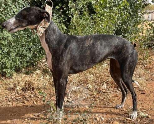Pepsi-Galgo