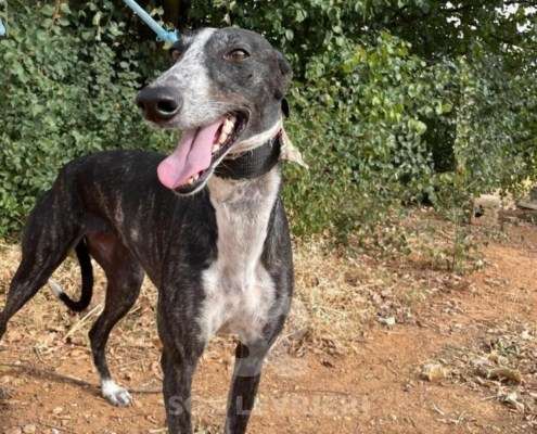 Pepsi-Galgo