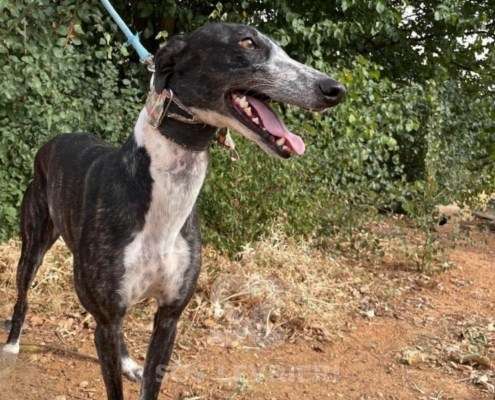 Pepsi-Galgo