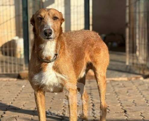 Peter-Mix Podenco