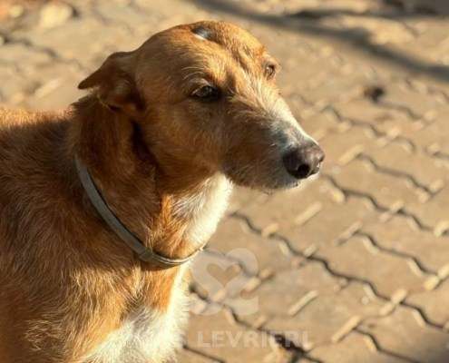 Peter-Mix Podenco
